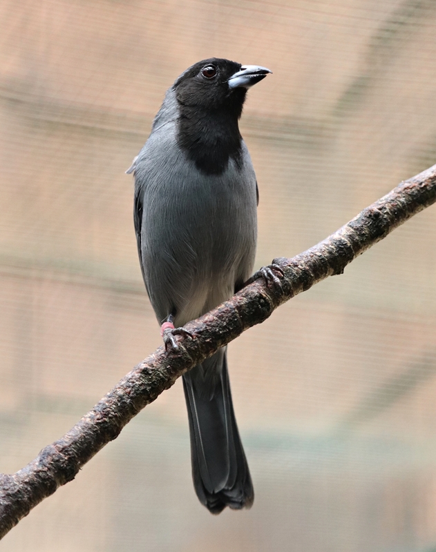 Black-faced tanager (Schistochlamys melanopis)