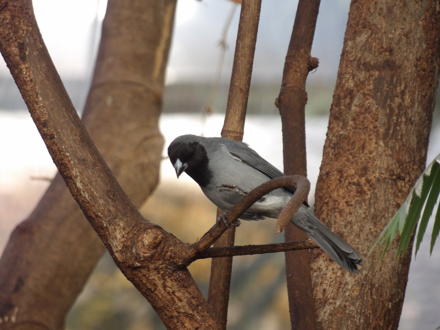 Black-Faced Tanager(Schistochlamys melanopis)