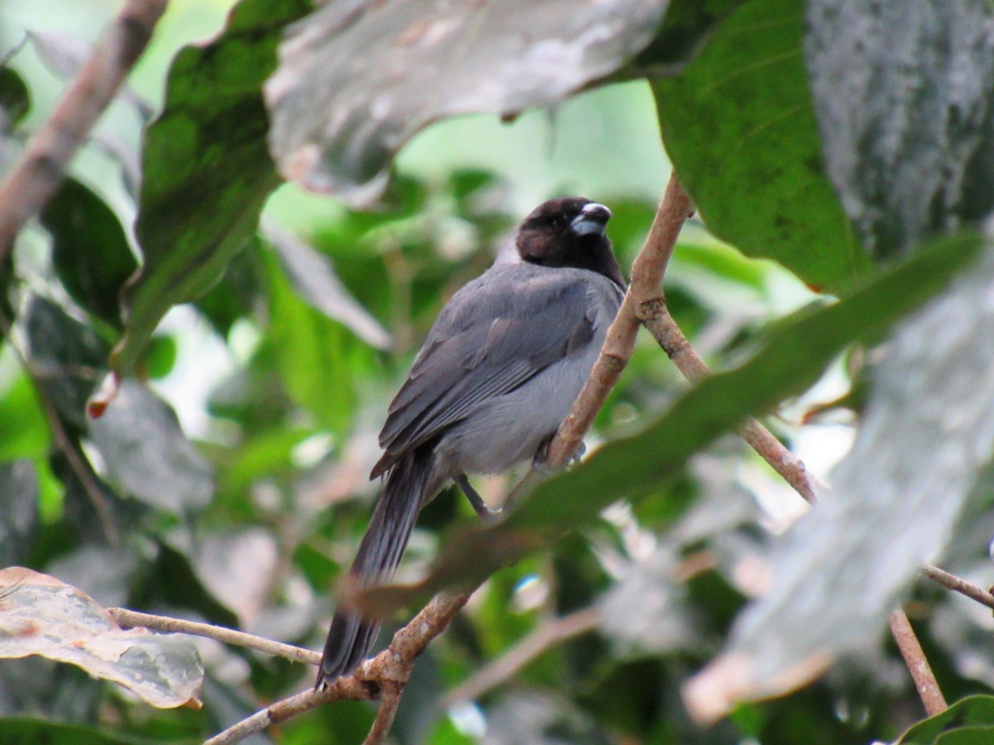 Black-faced tanager