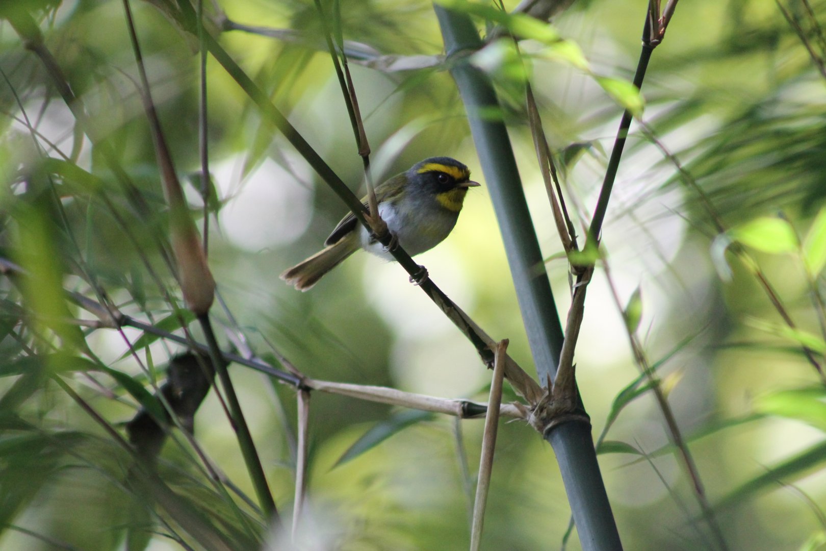 Black-faced Warbler (Abroscopus schisticeps)