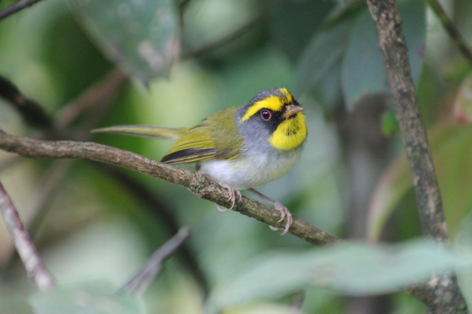 Black-faced Warbler (Abroscopus schisticeps)