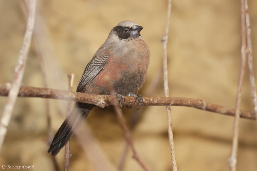 Black-faced Waxbill (Estrilda erythronotos)