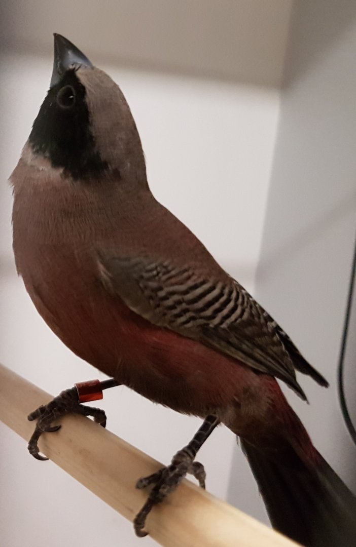 Black-faced waxbill