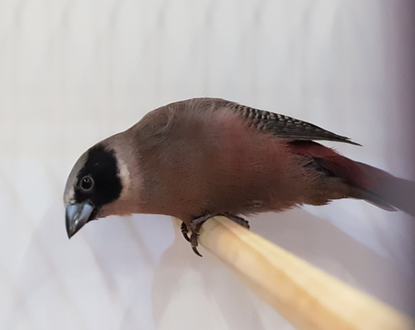 Black-faced waxbill