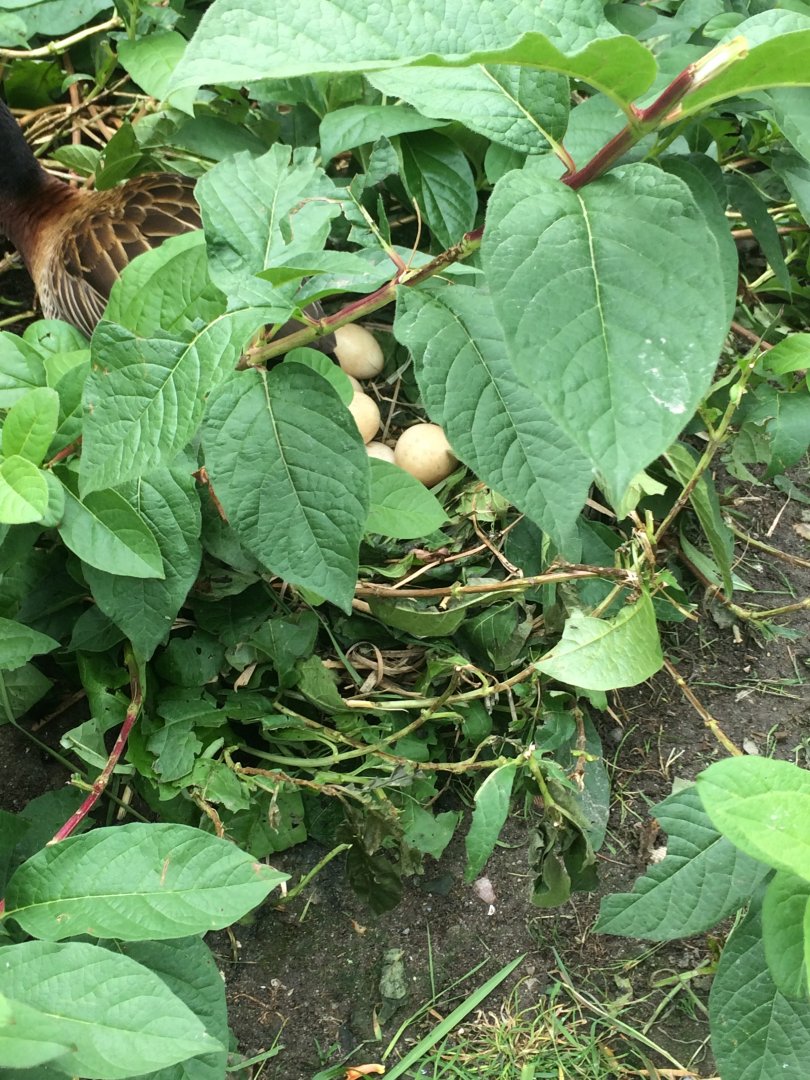 Black-faced whistling duck nest