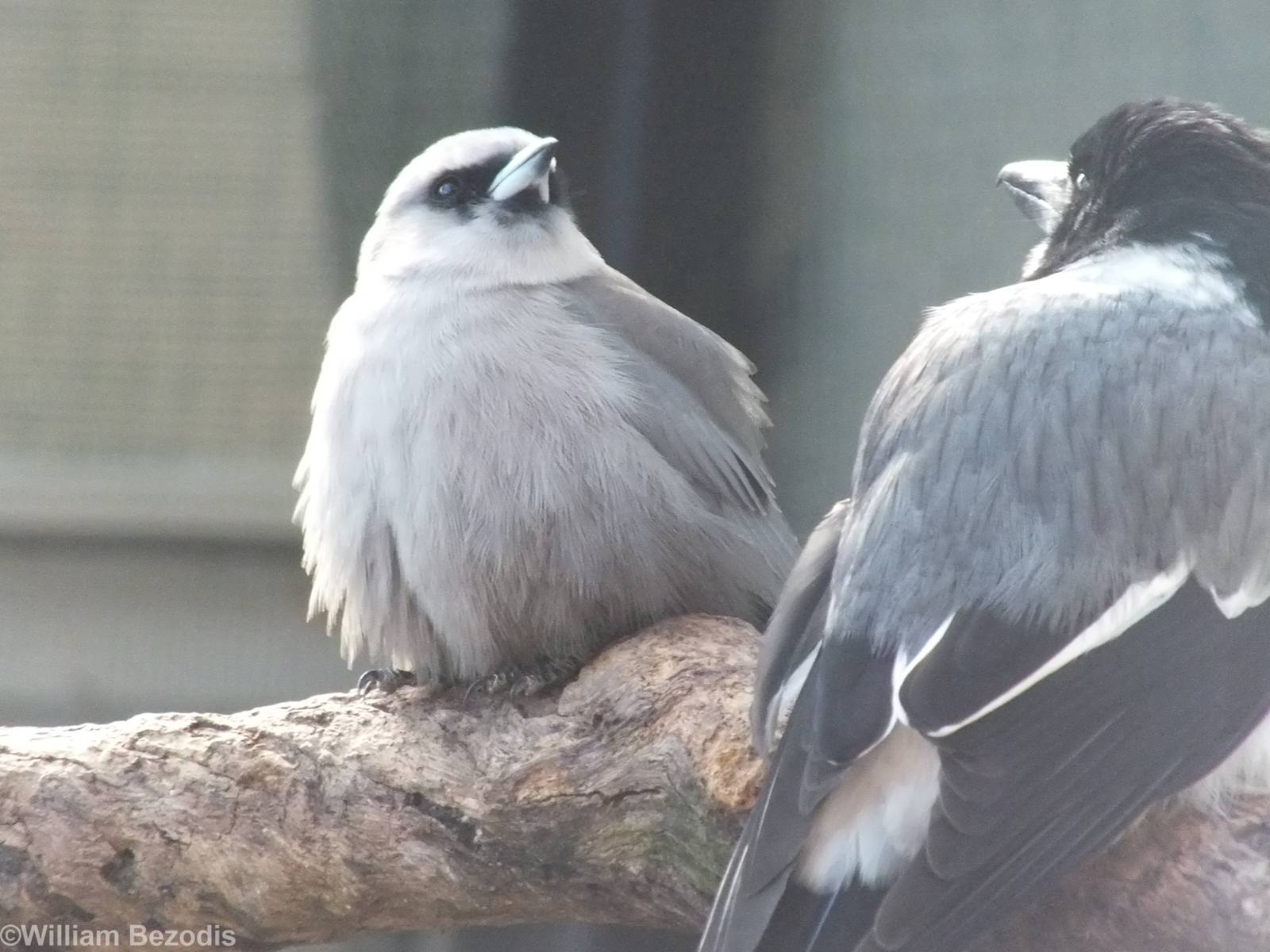 Black-faced Woodswallow and Grey Butcherbird
