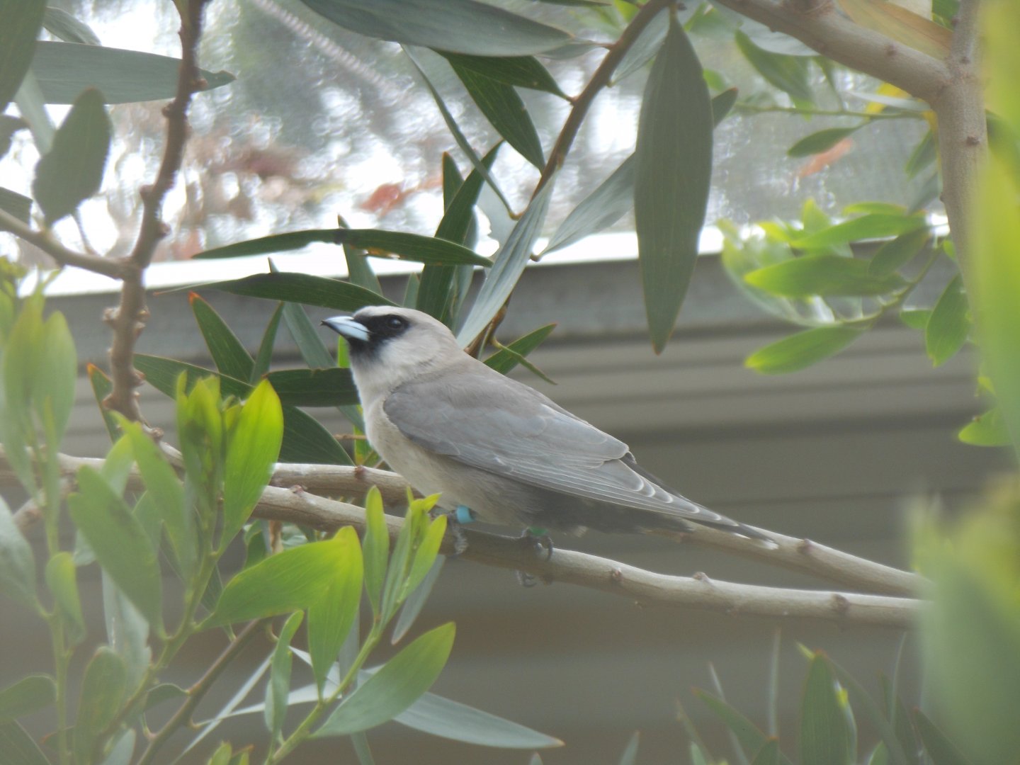 Black-faced Woodswallow (Artamus cinereus)
