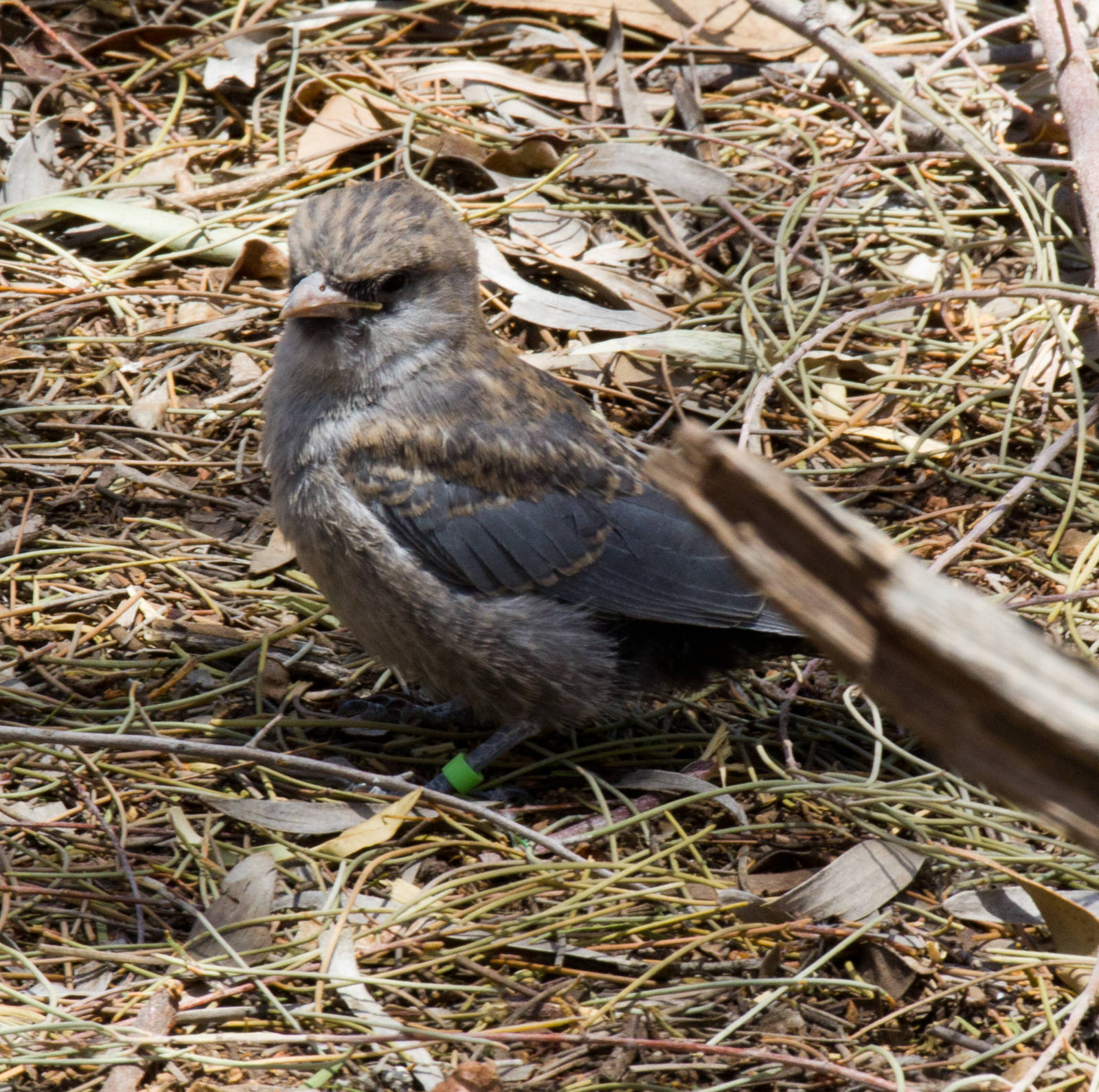 Black-faced Woodswallow chick