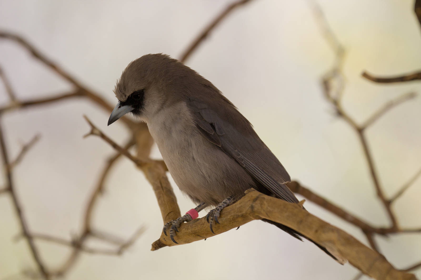 Black-faced Woodswallow