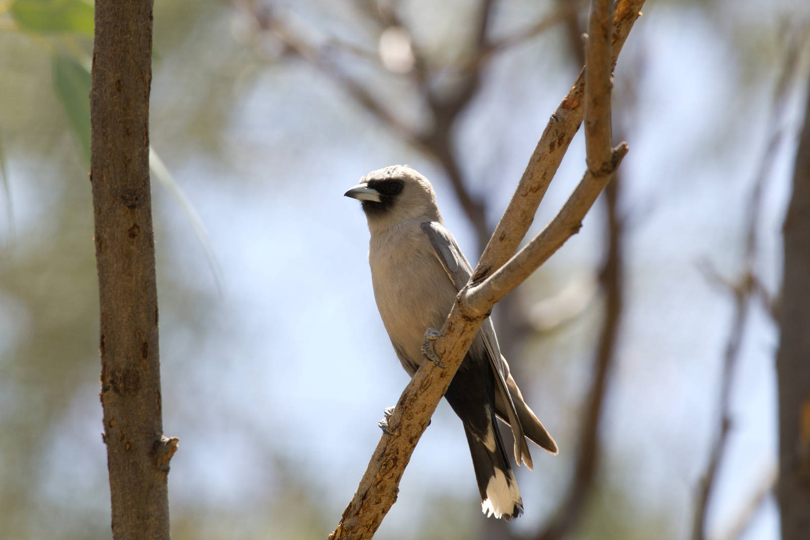 Black-faced Woodswallow