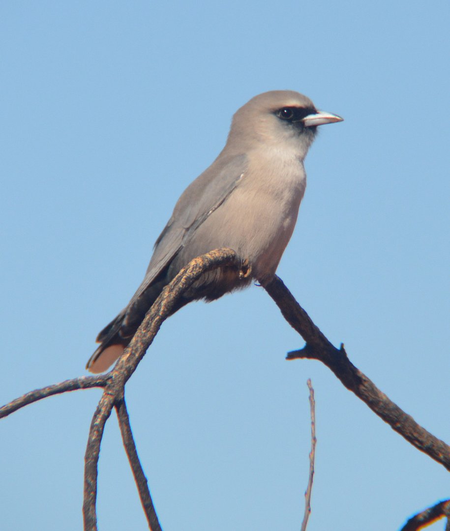 Black-faced woodswallow