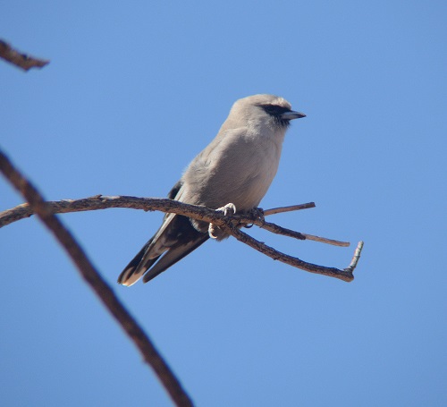 Black-faced woodswallow.