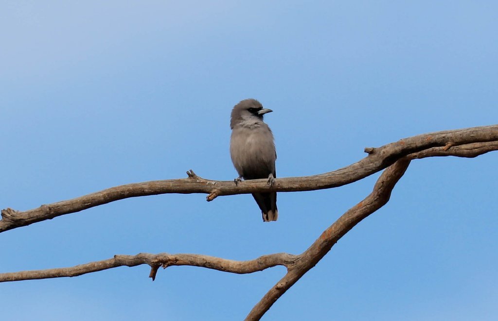 Black-faced Woodswallow