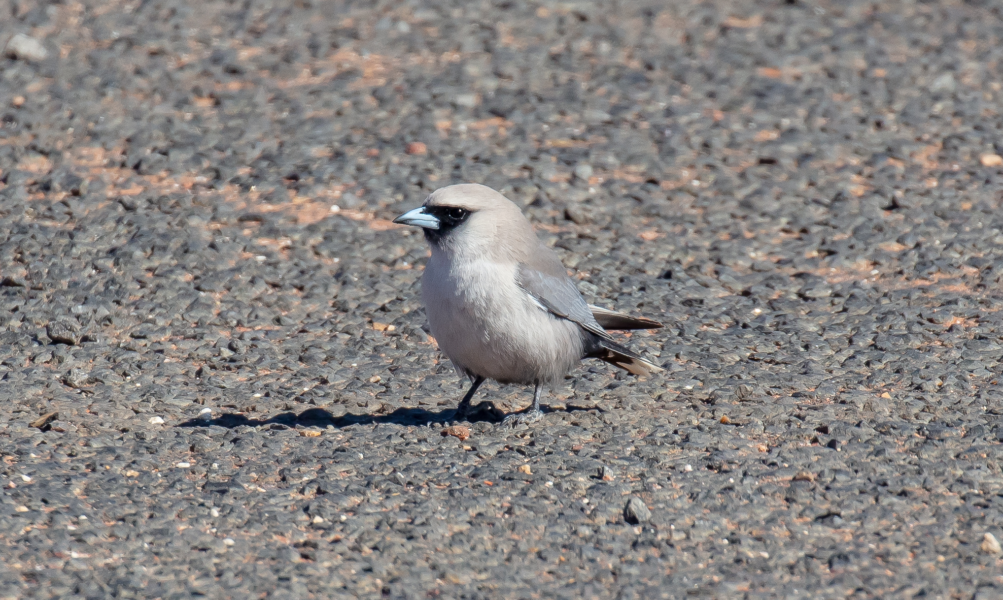 Black-faced Woodswallow