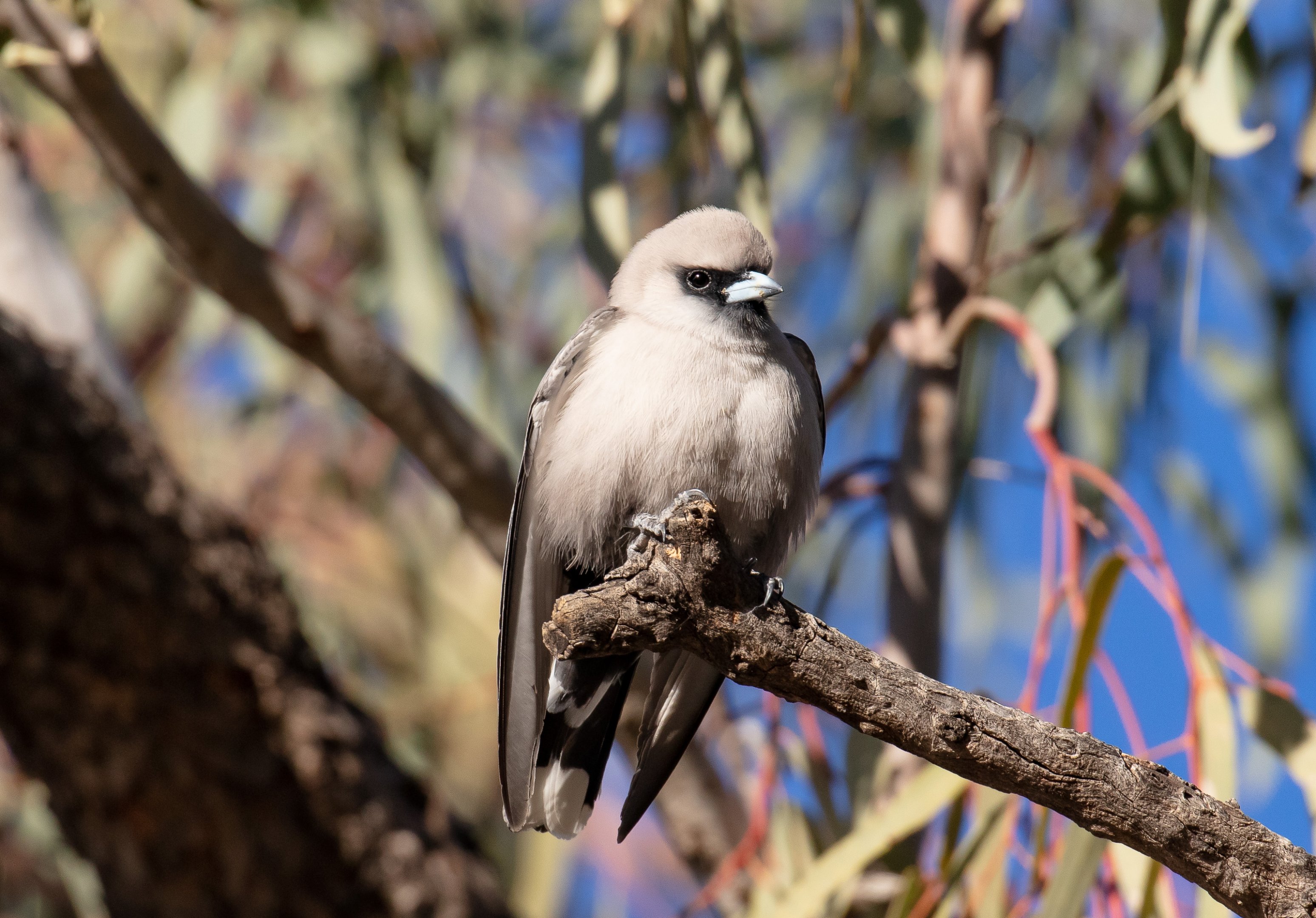 Black-faced Woodswallow
