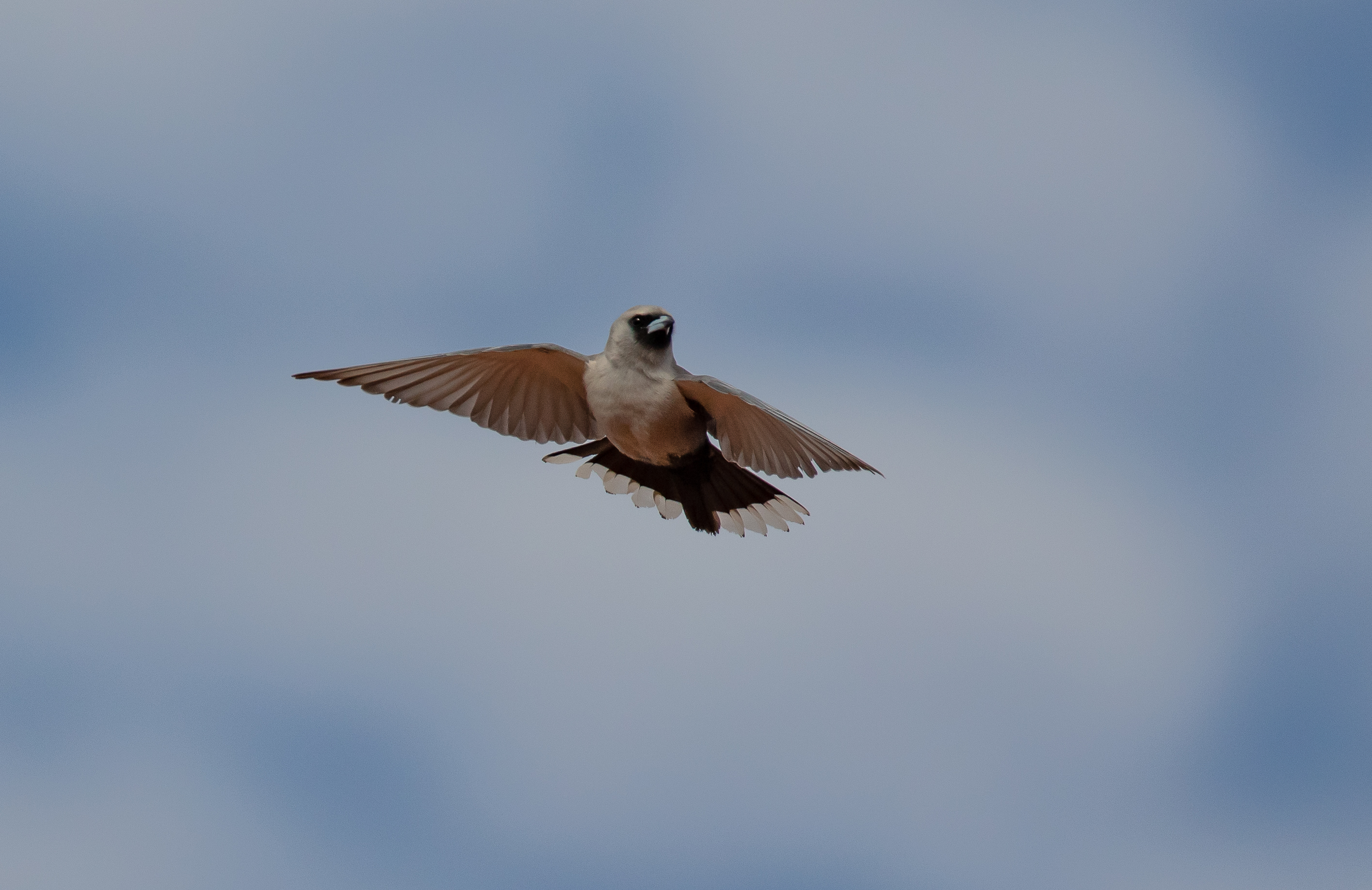 Black-faced Woodswallow