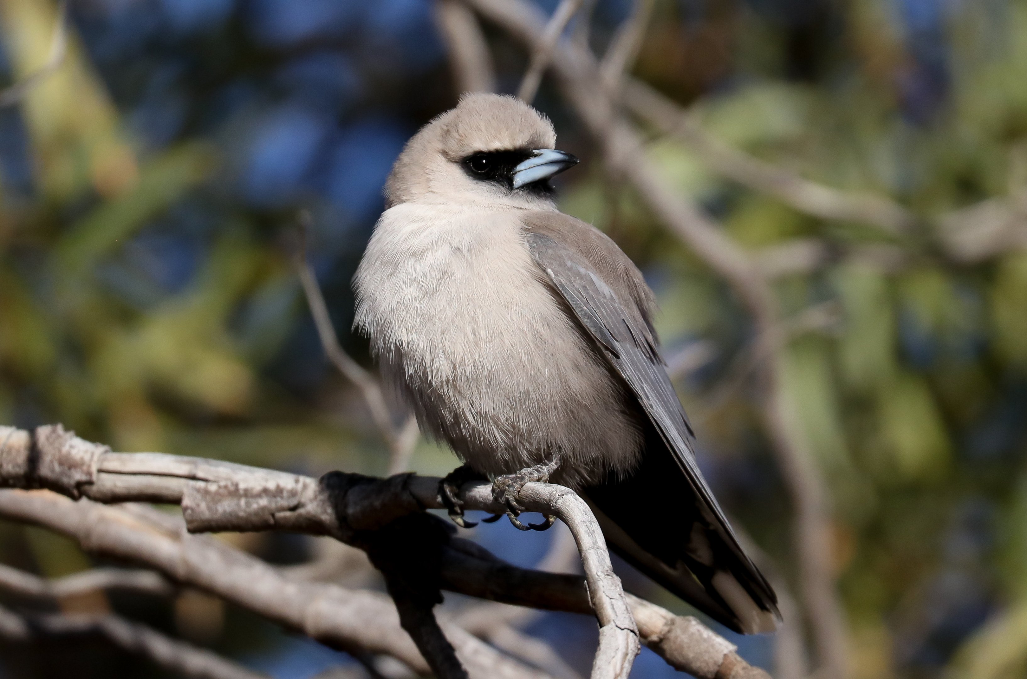 Black-faced Woodswallow