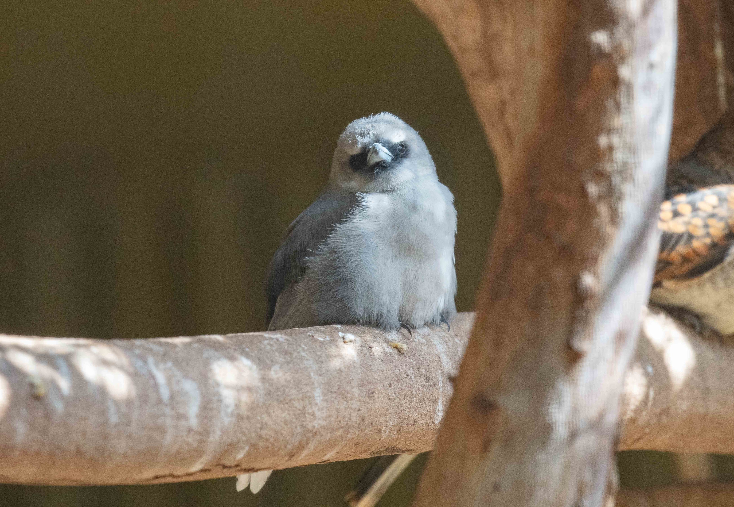 Black-faced Woodswallow