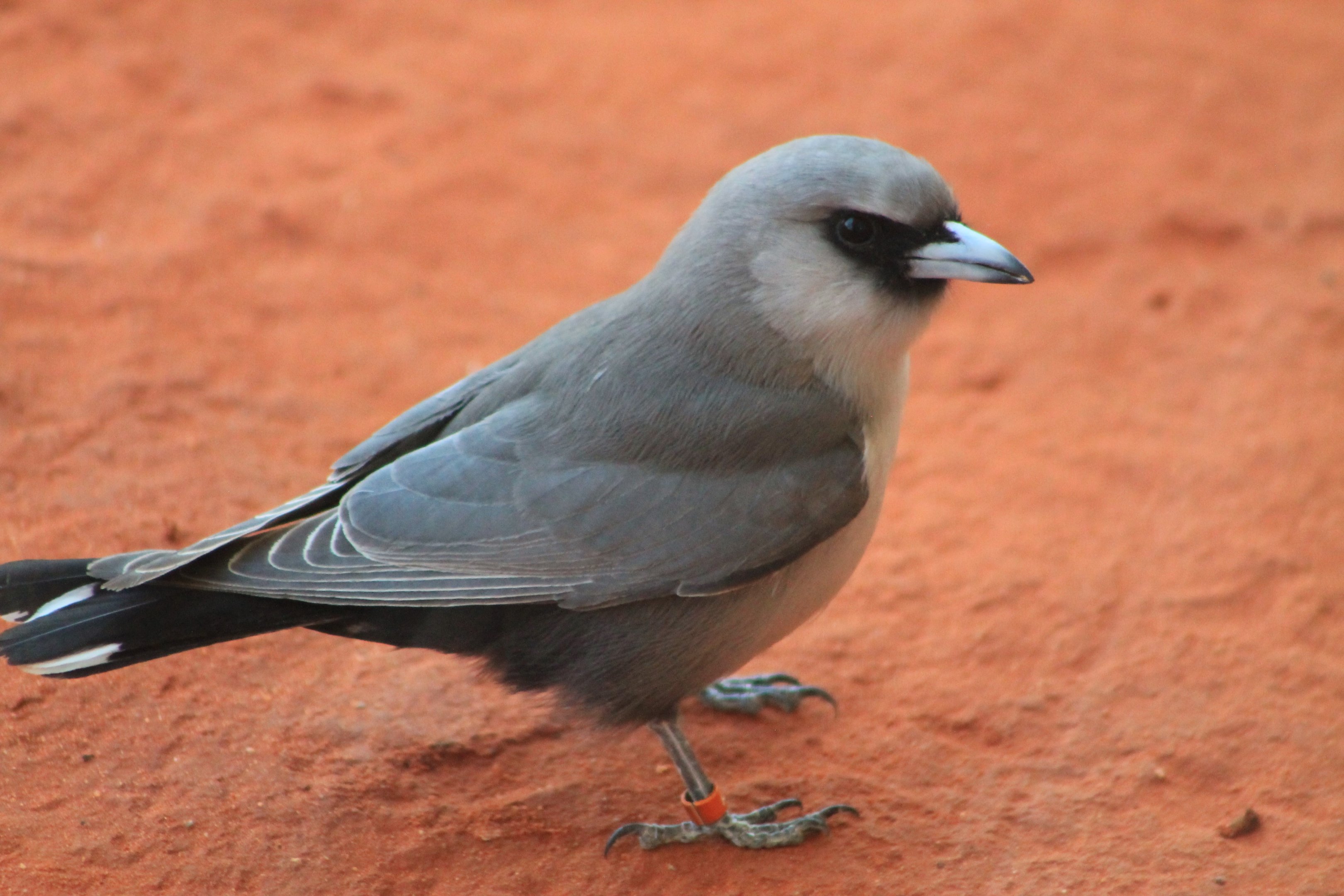 Black-faced Woodswallows (Artamus cinereus)