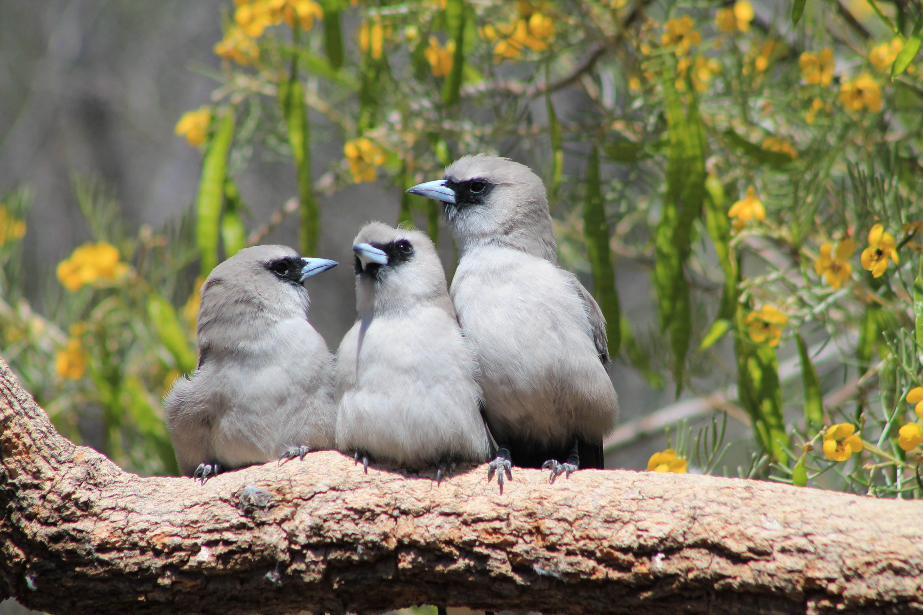 Black-faced Woodswallows (Artamus cinereus)