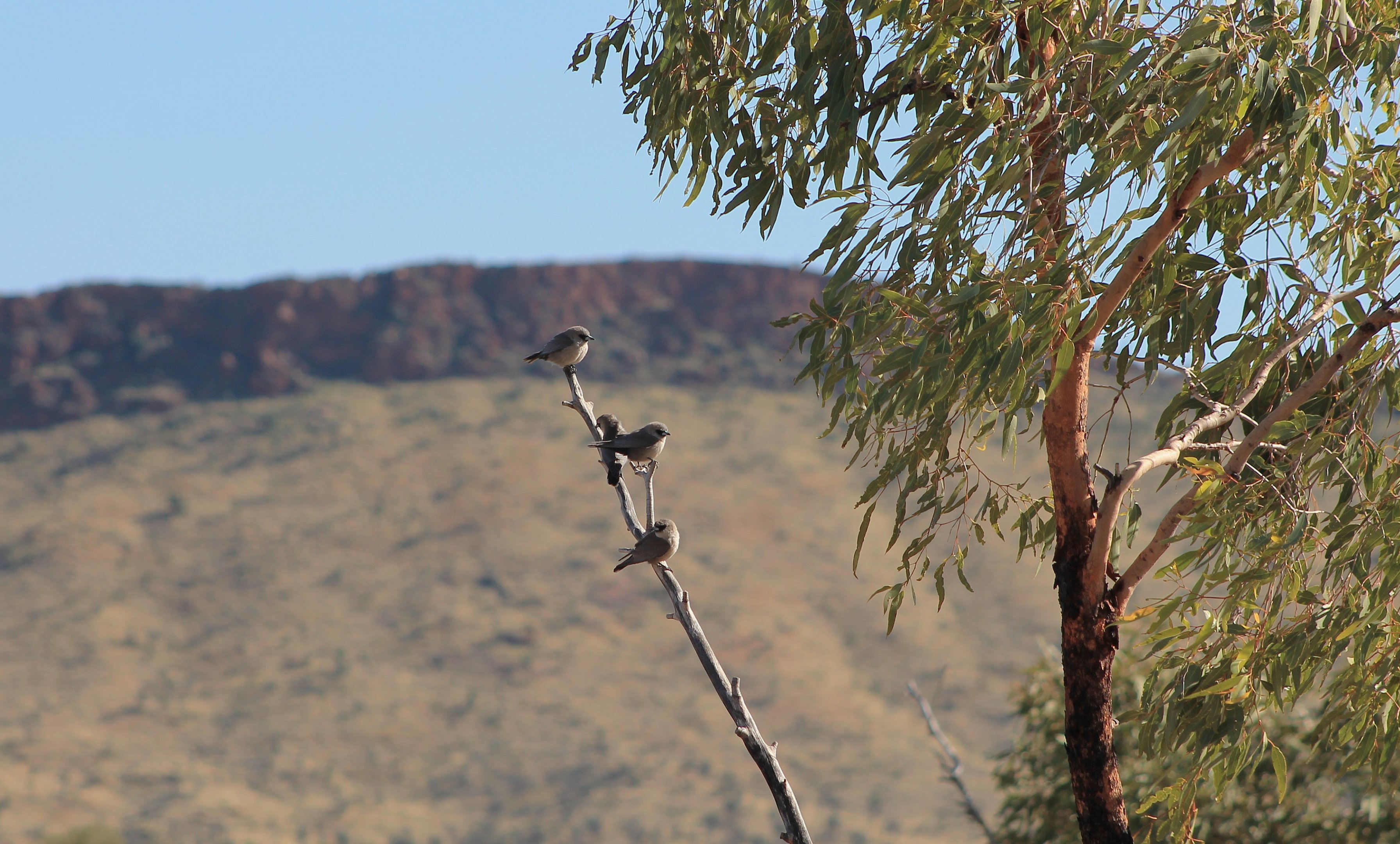 Black-faced Woodswallows (Artamus cinereus)