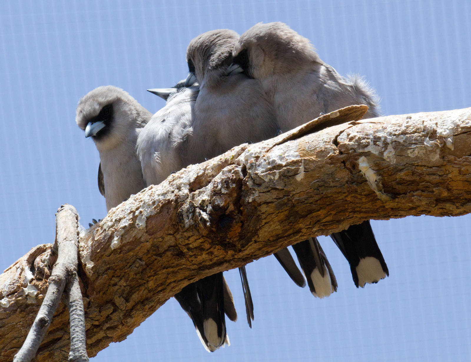 Black-faced Woodswallows