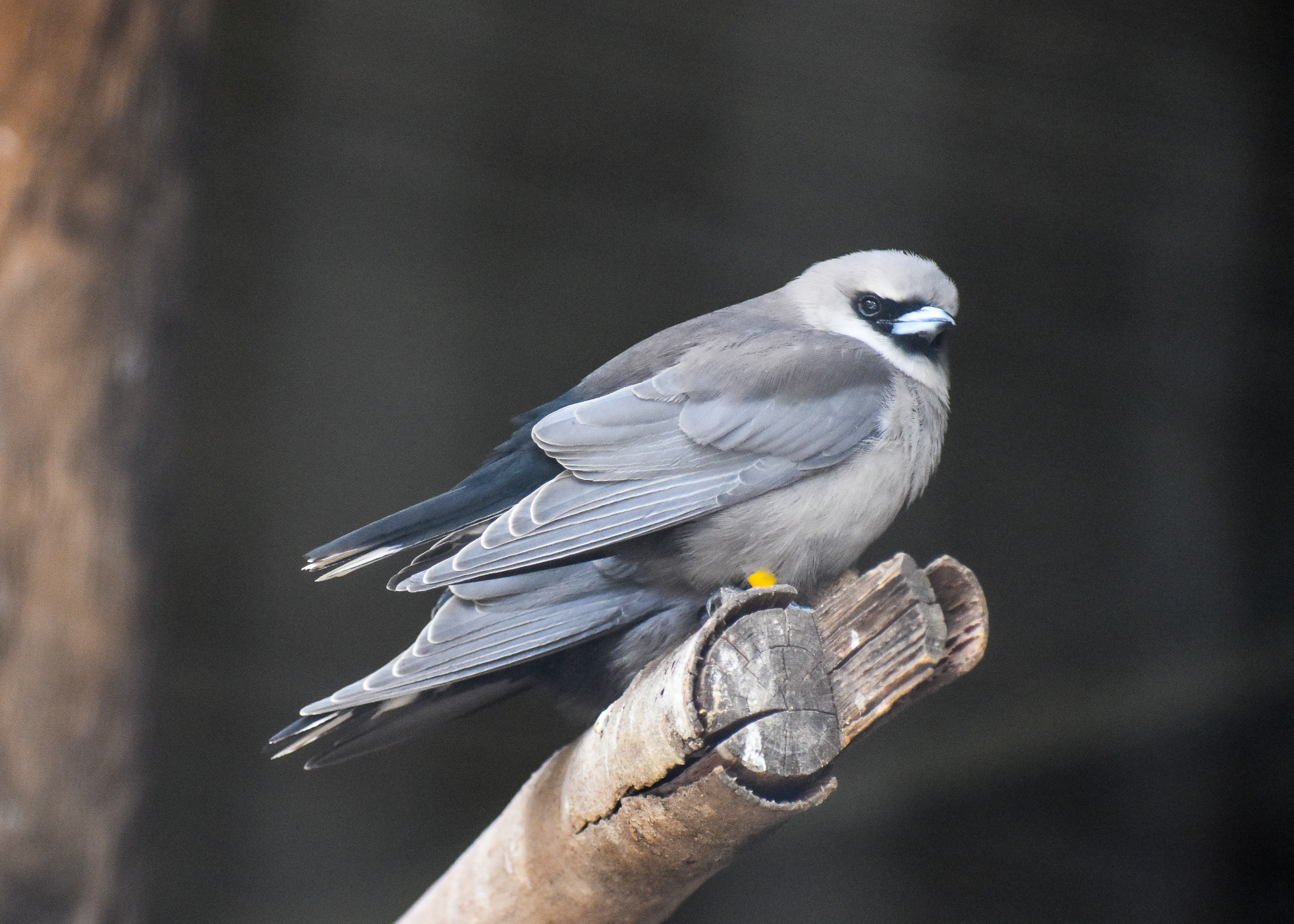 Black-faced Woodswallows