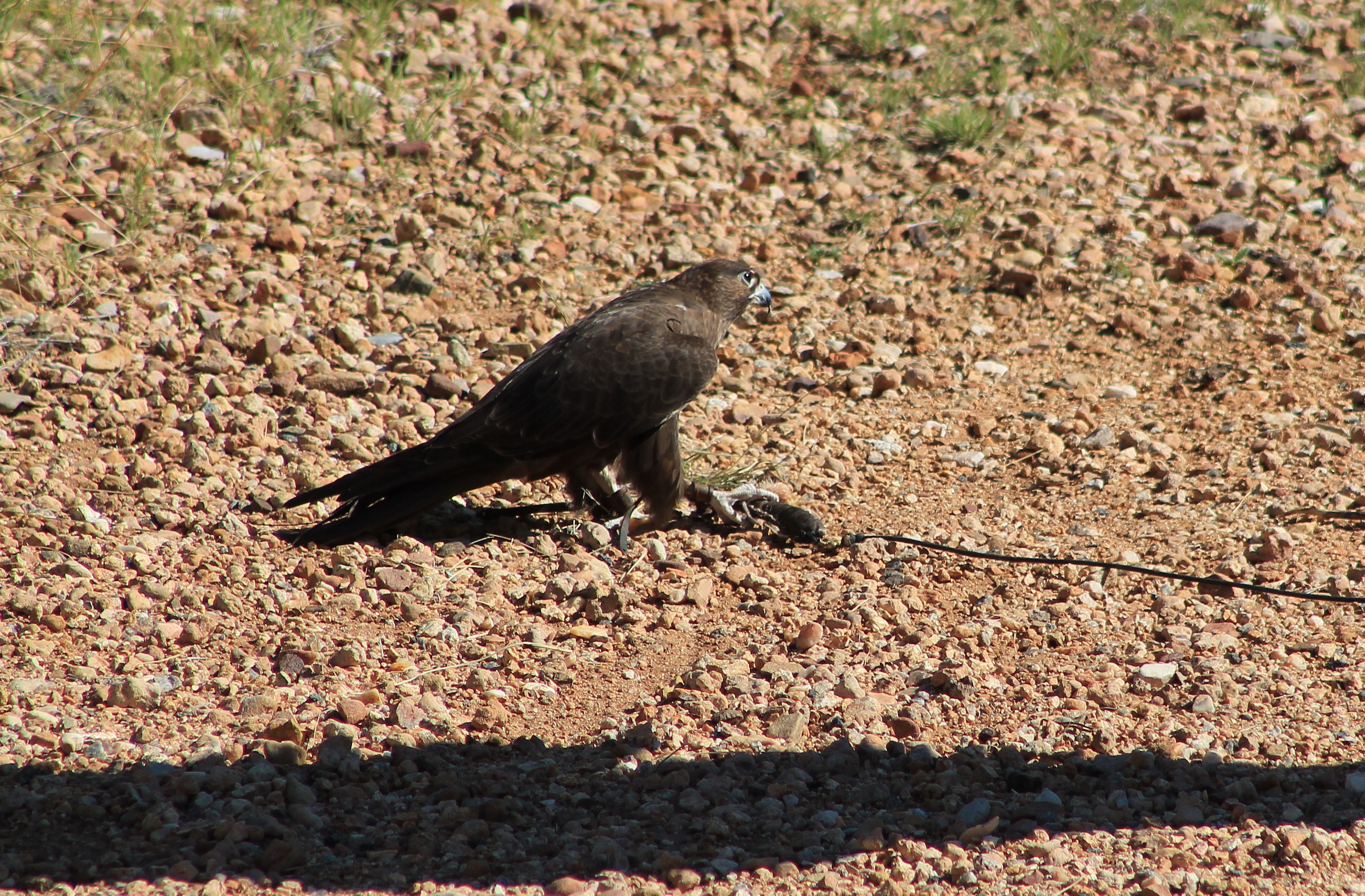 Black Falcon (Falco subniger)