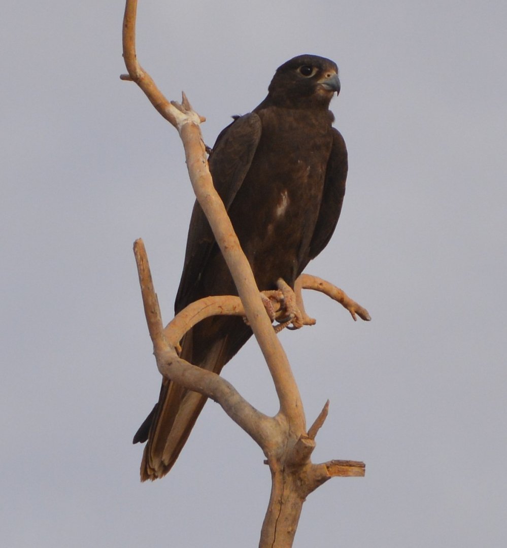 Black falcon