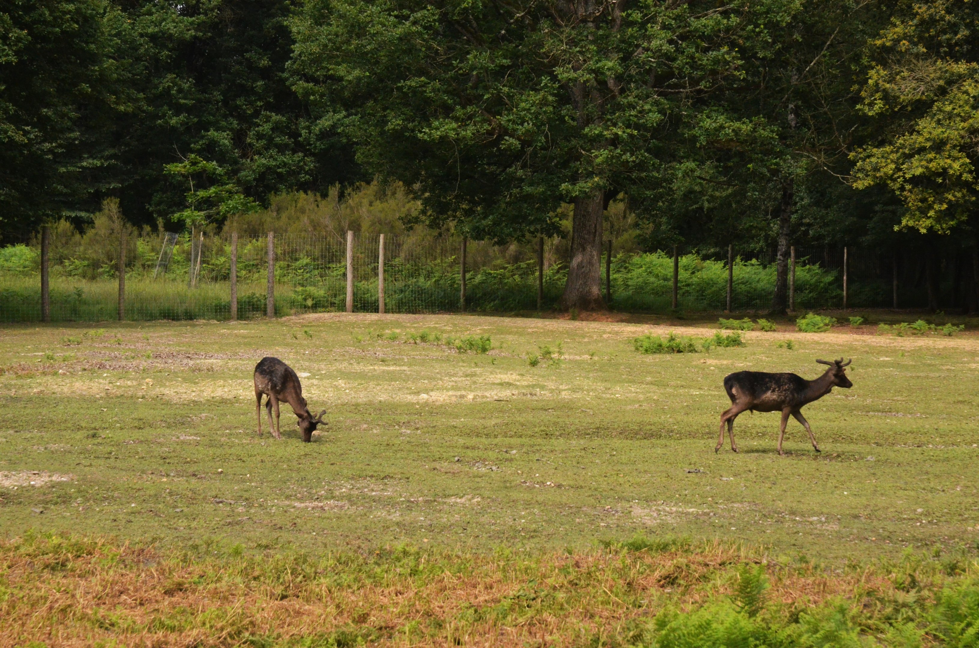 Black Fallow Deer Drive-through at Haute-Touche, 14/06/18