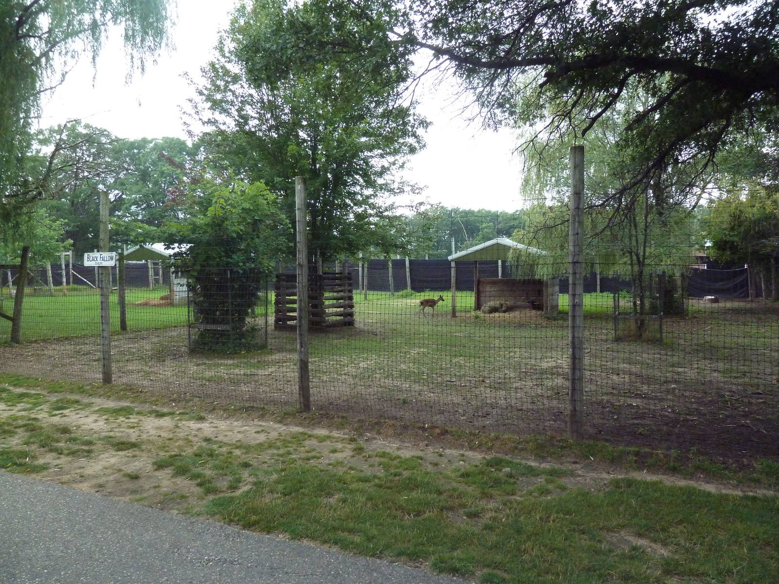 Black Fallow Deer Exhibit