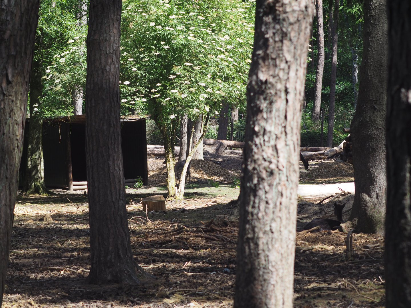 Black Fallow Deer Exhibit