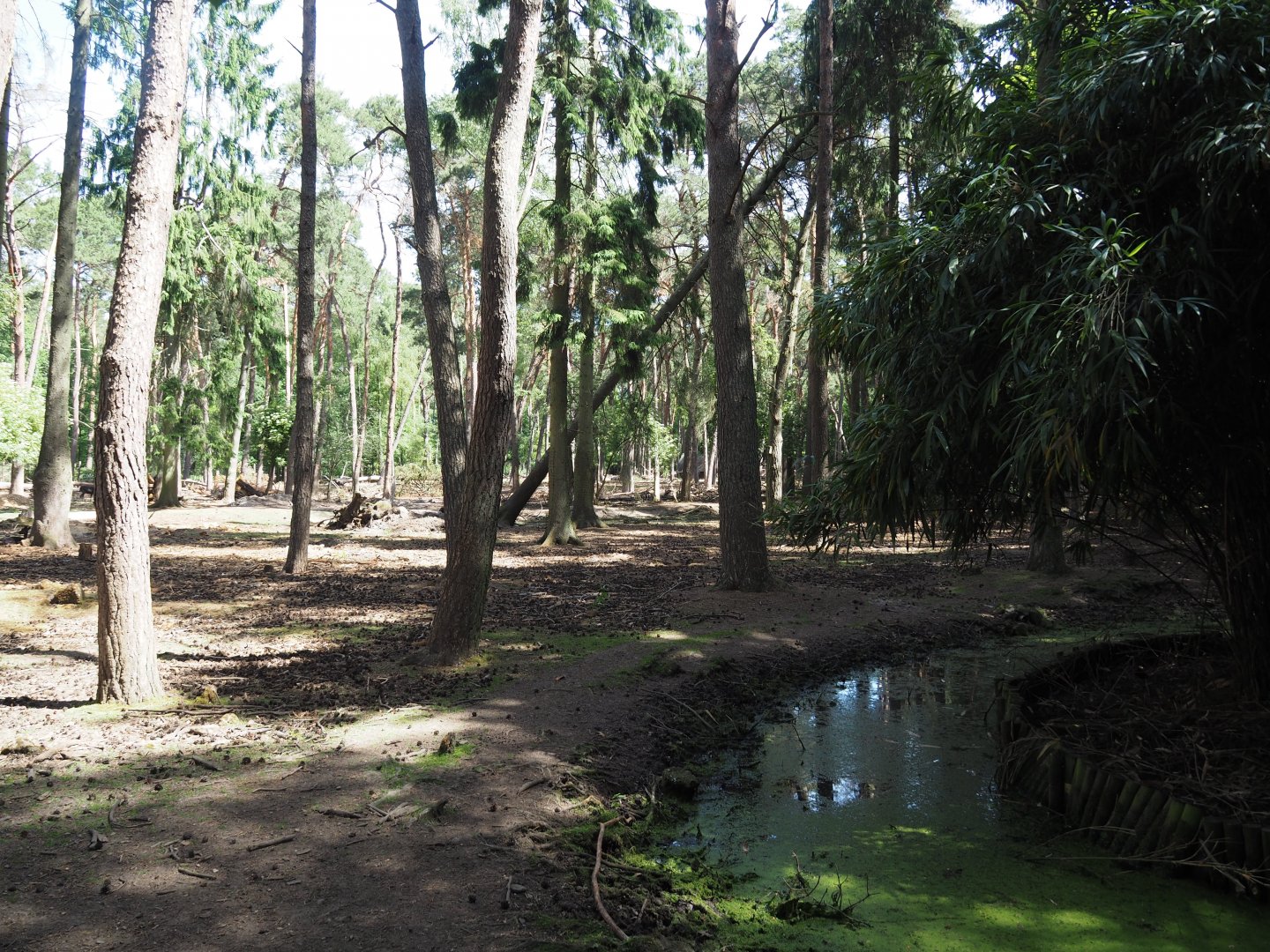Black Fallow Deer Exhibit