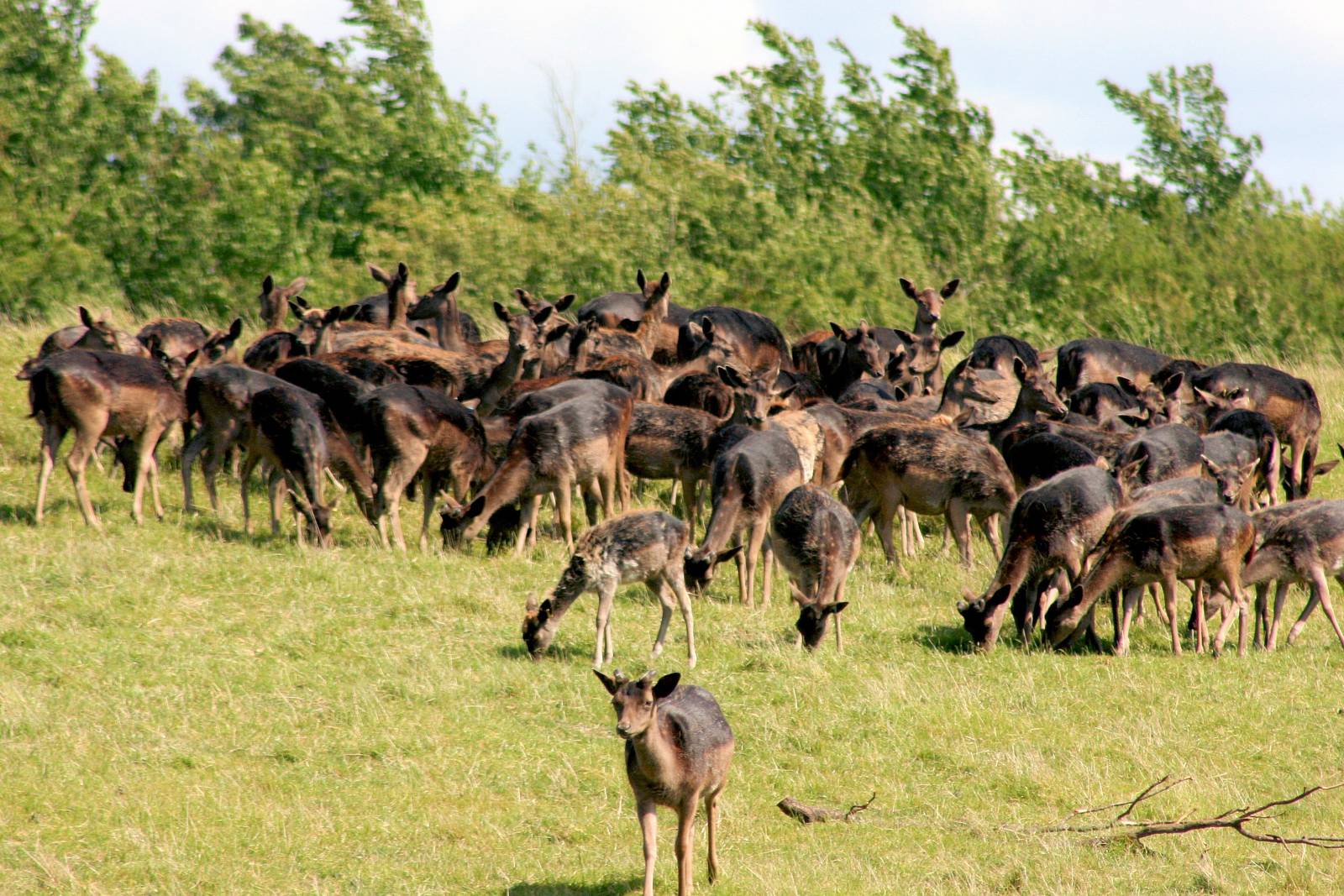 Black fallow deer herd; Whipsnade; 6th June 2015