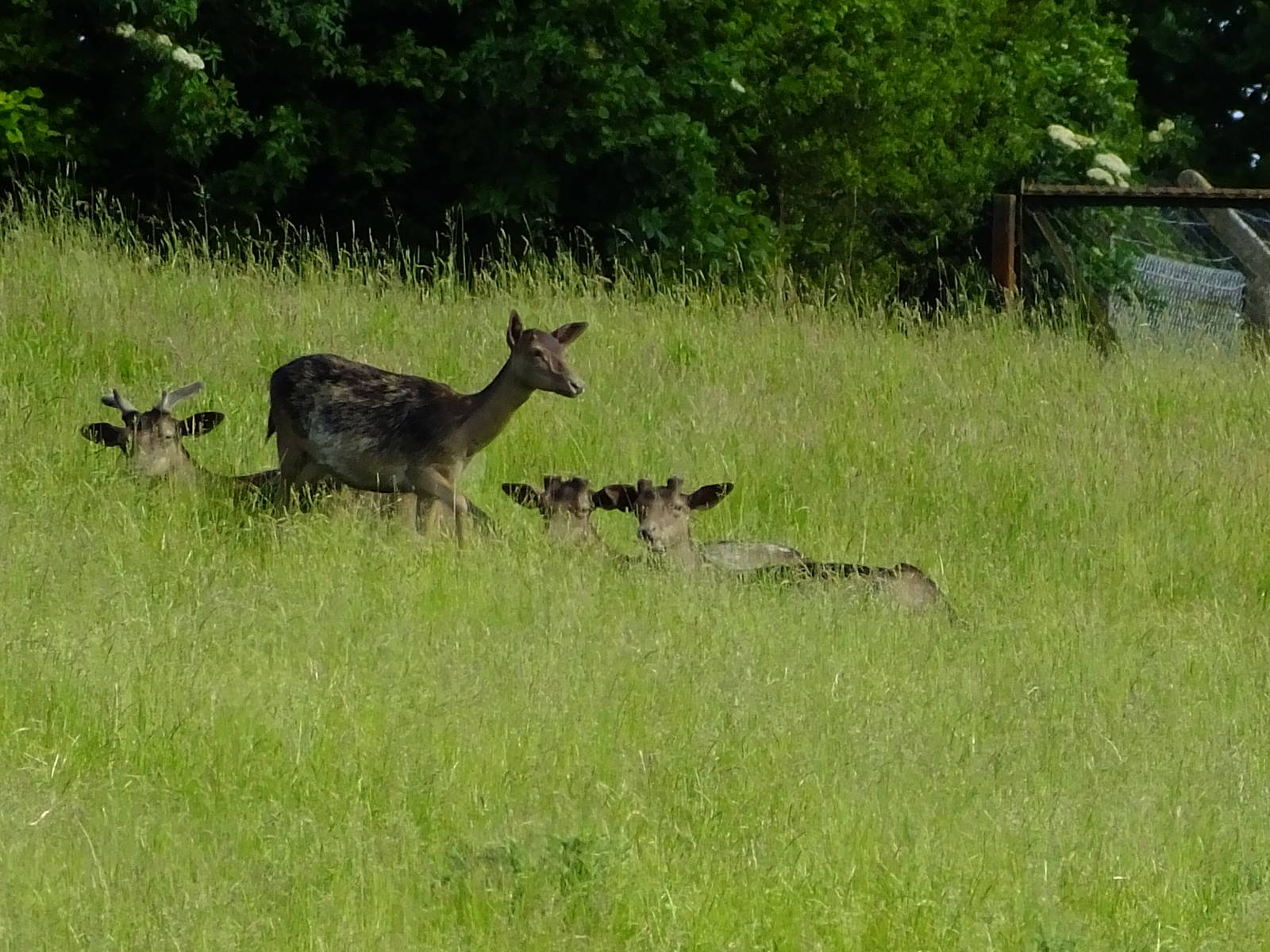 Black fallow deer;(Not seen these before)