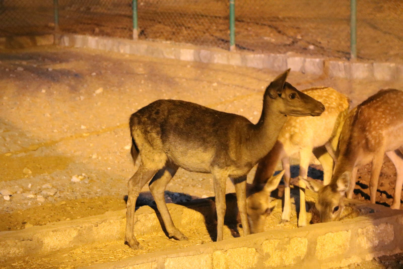 Black fallow deer, October 2015