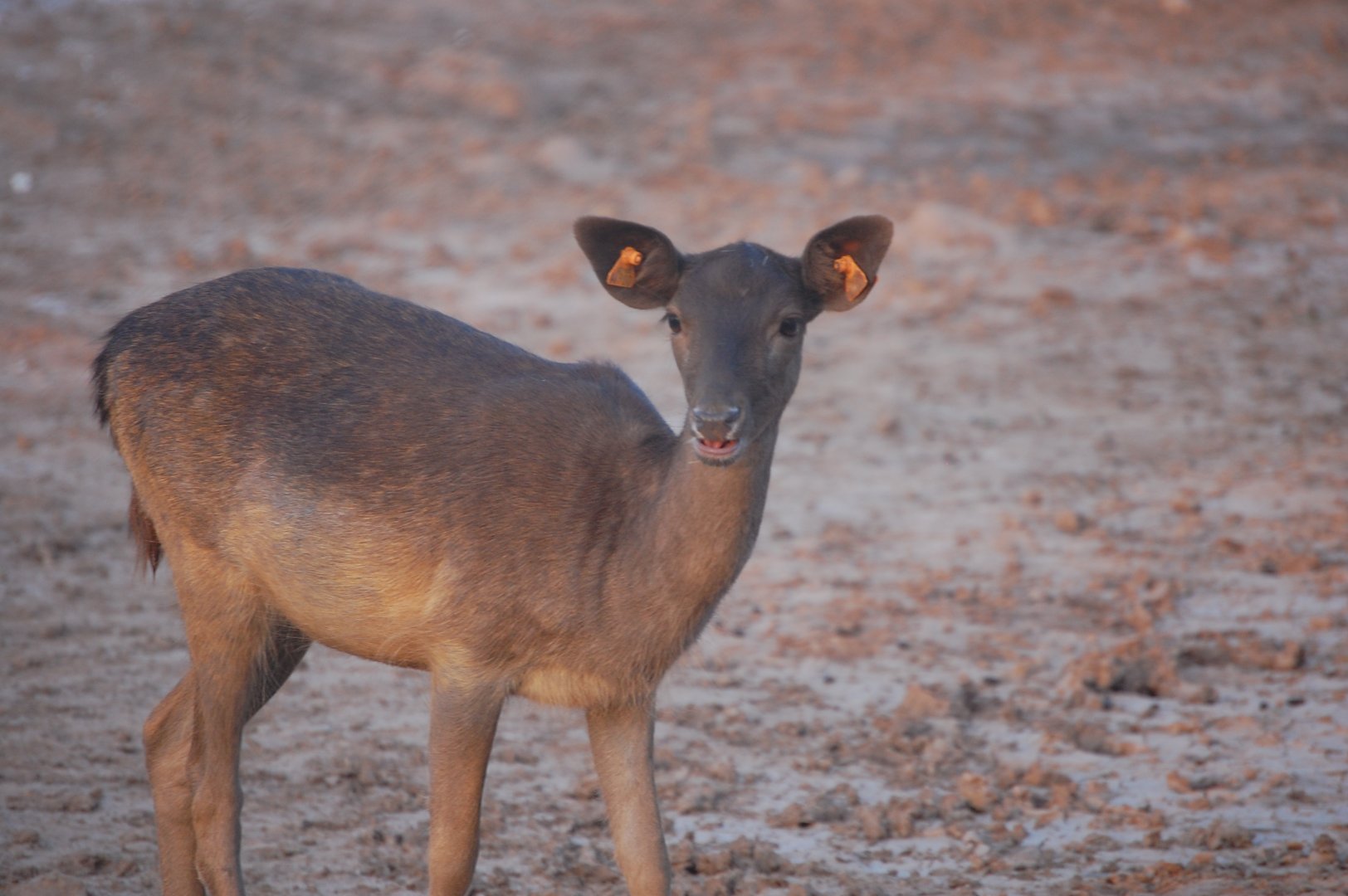 Black fallow deer - Peshawar Zoo 20/10/2018