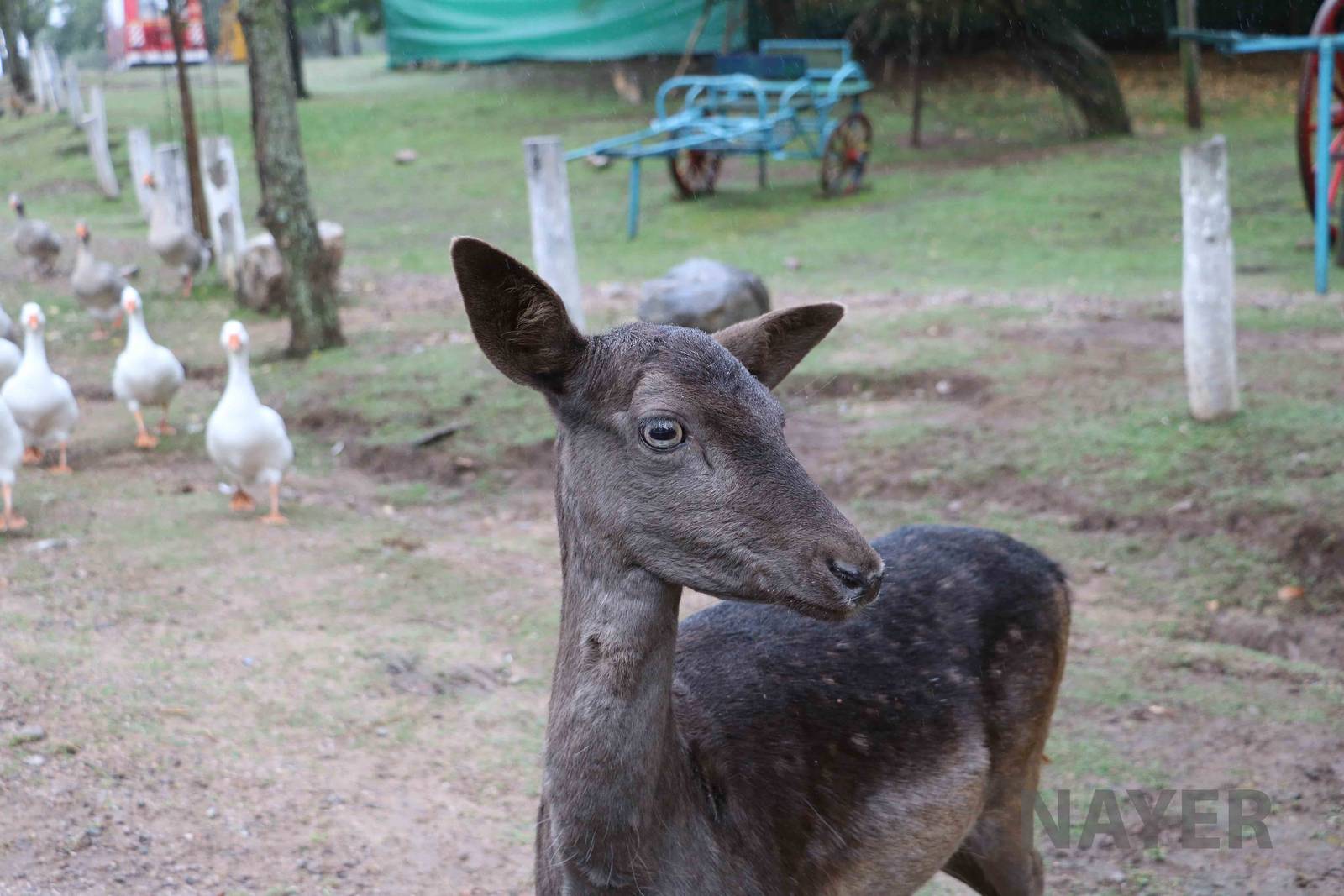 Black fallow deer - Tatu Carreta, April 2016.