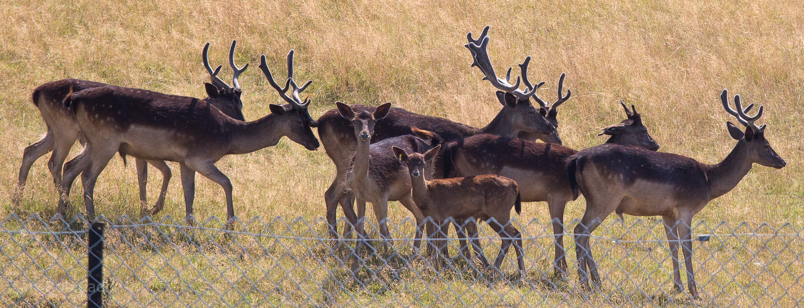 Black fallow deer : Whipsnade : 03 Aug 2014