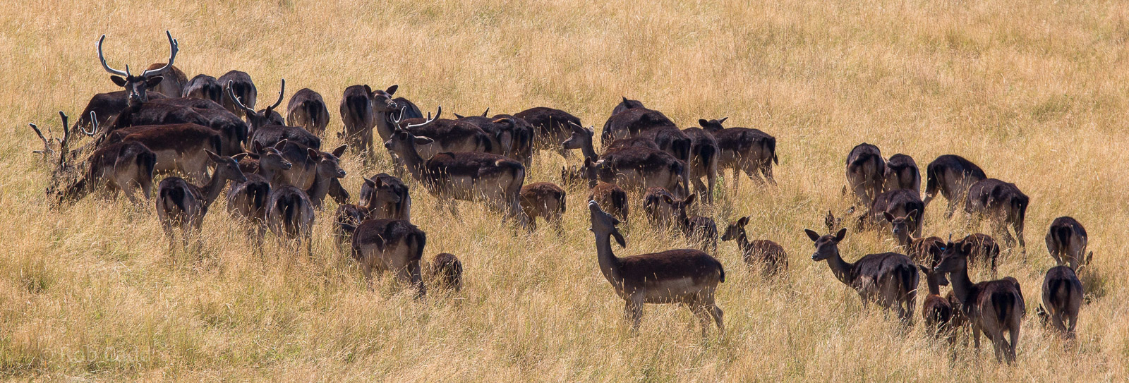Black fallow deer : Whipsnade : 03 Aug 2014
