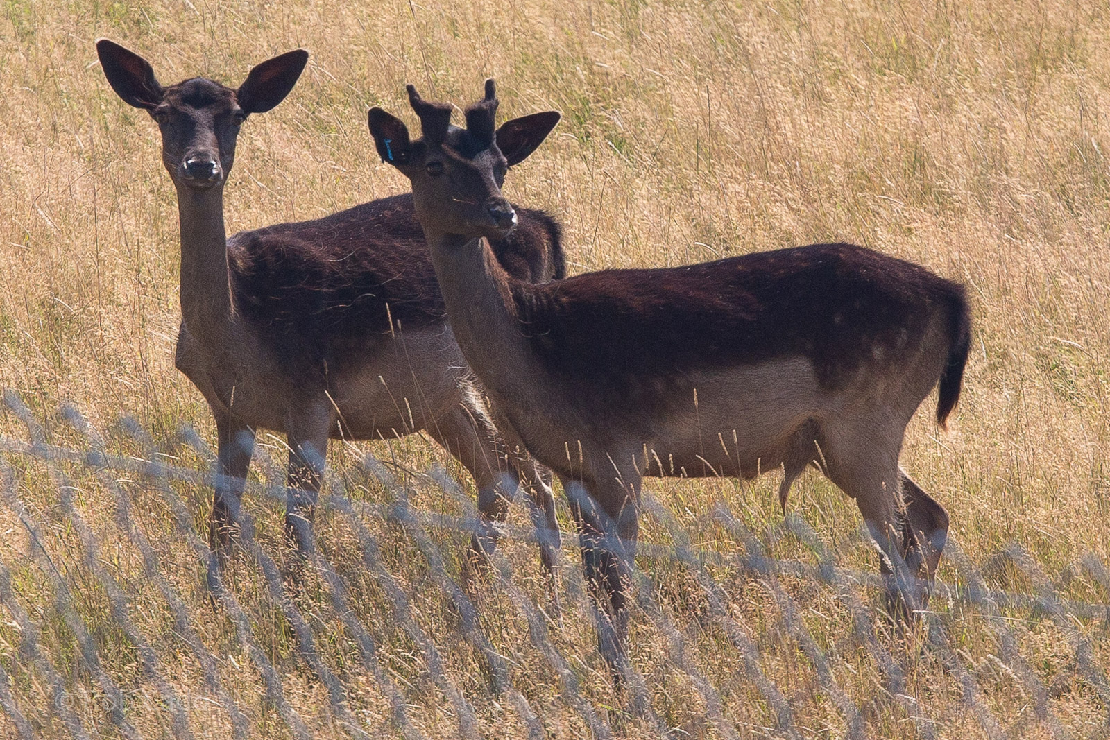 Black fallow deer : Whipsnade : 03 Aug 2014
