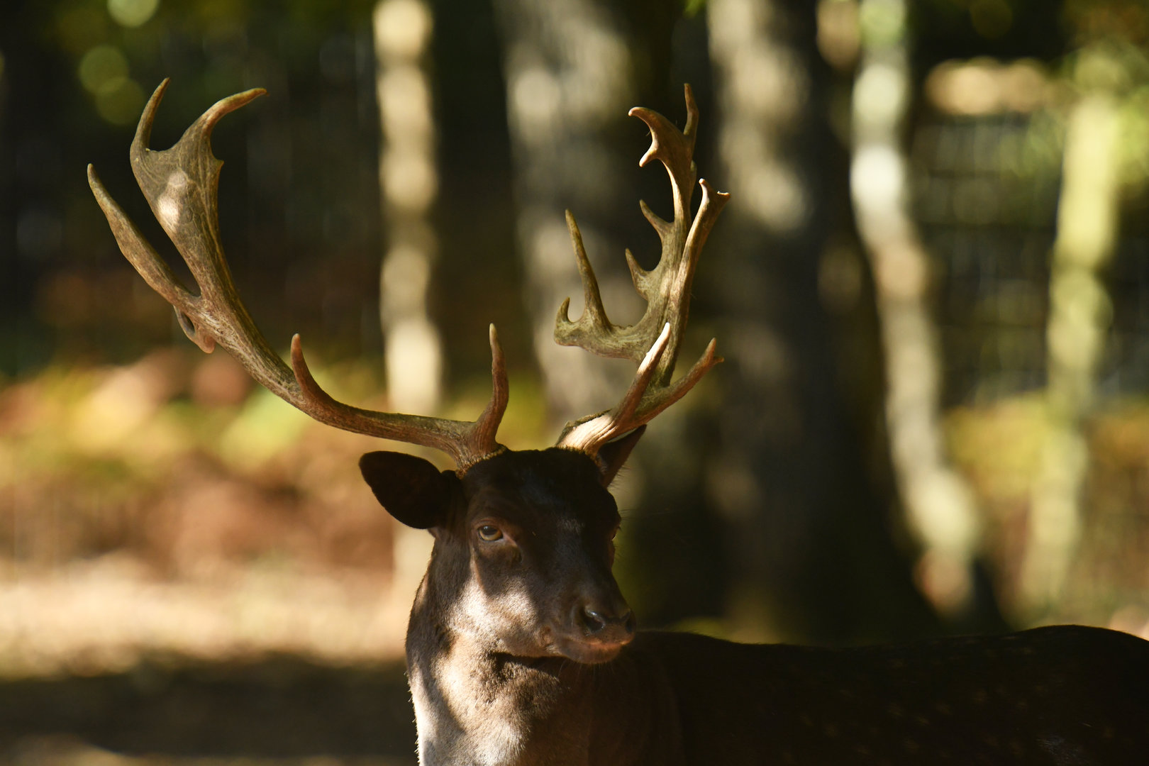 "Black" fallow deer