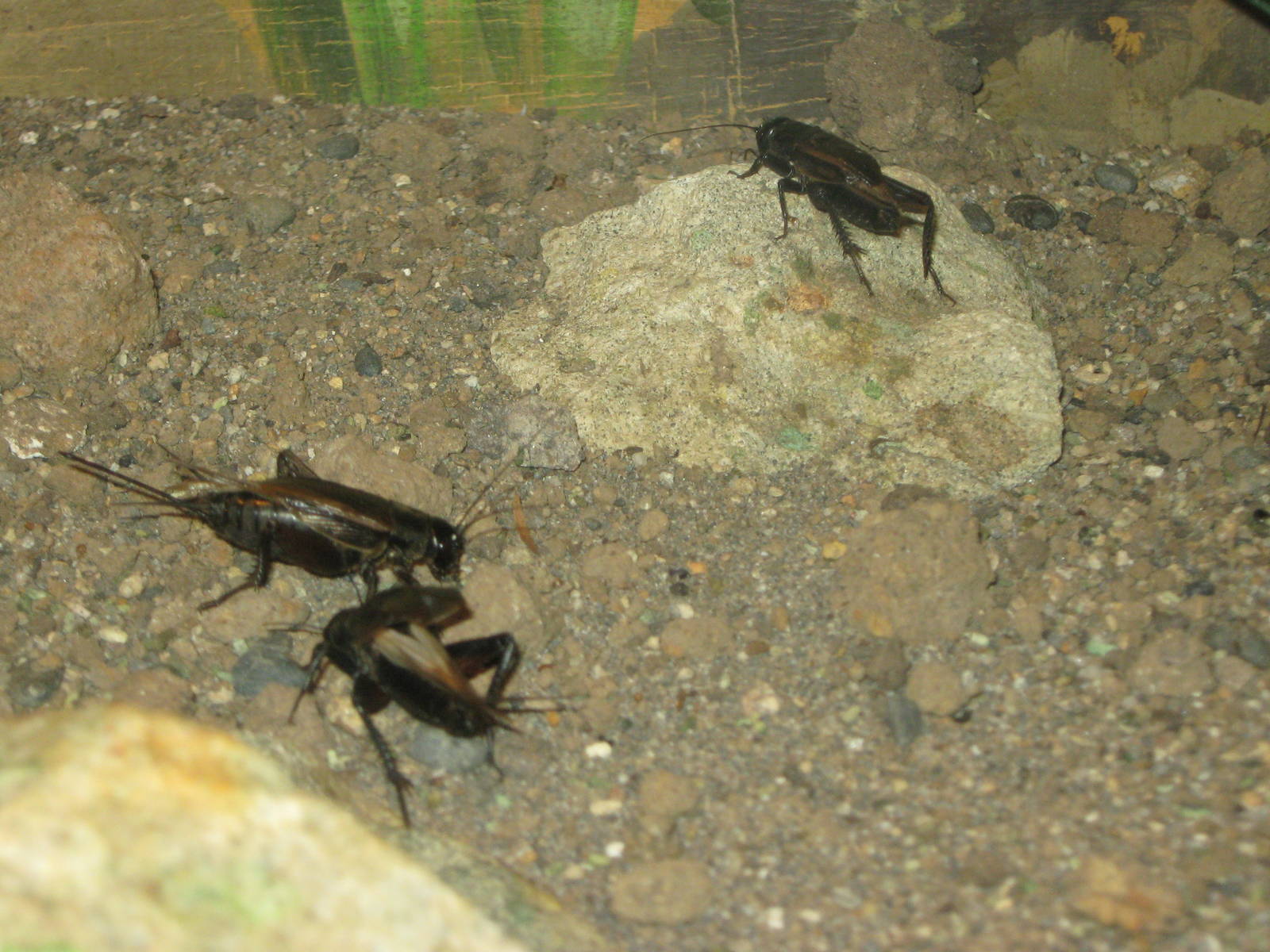 black field crickets (Teleogryllus commodus)