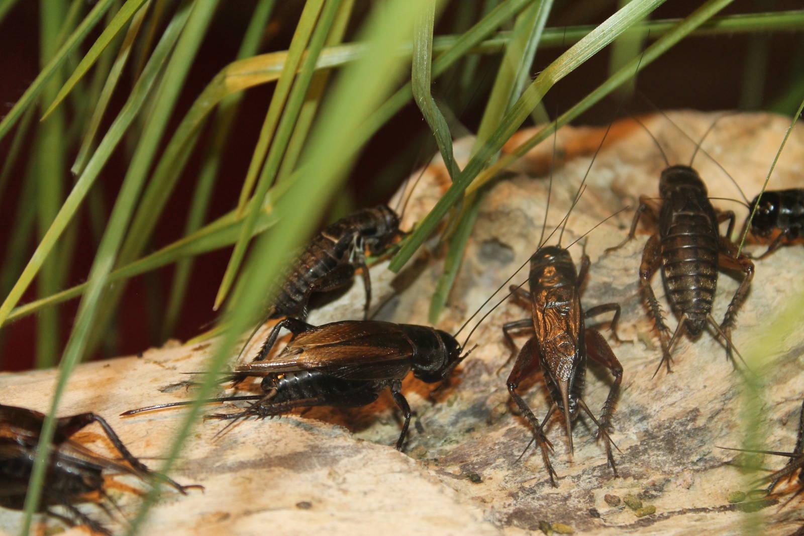 Black field crickets (Teleogryllus commodus)
