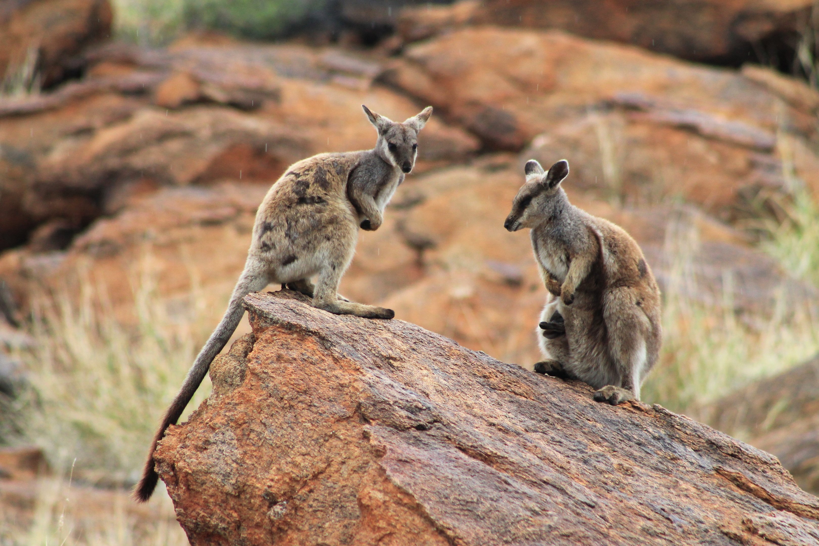Black-flanked Rock Wallabies (Petrogale lateralis)