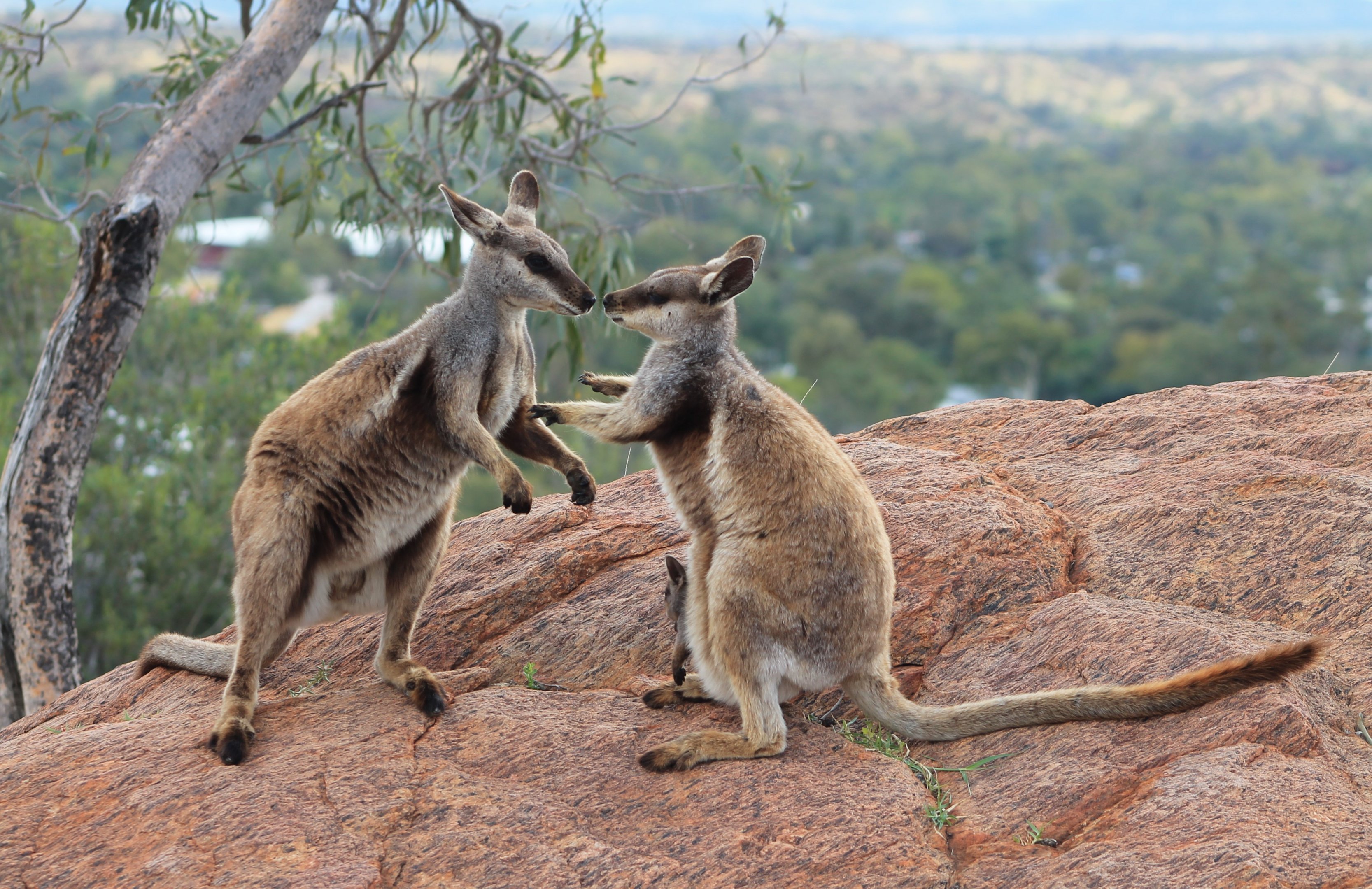 Black-flanked Rock Wallabies (Petrogale lateralis)