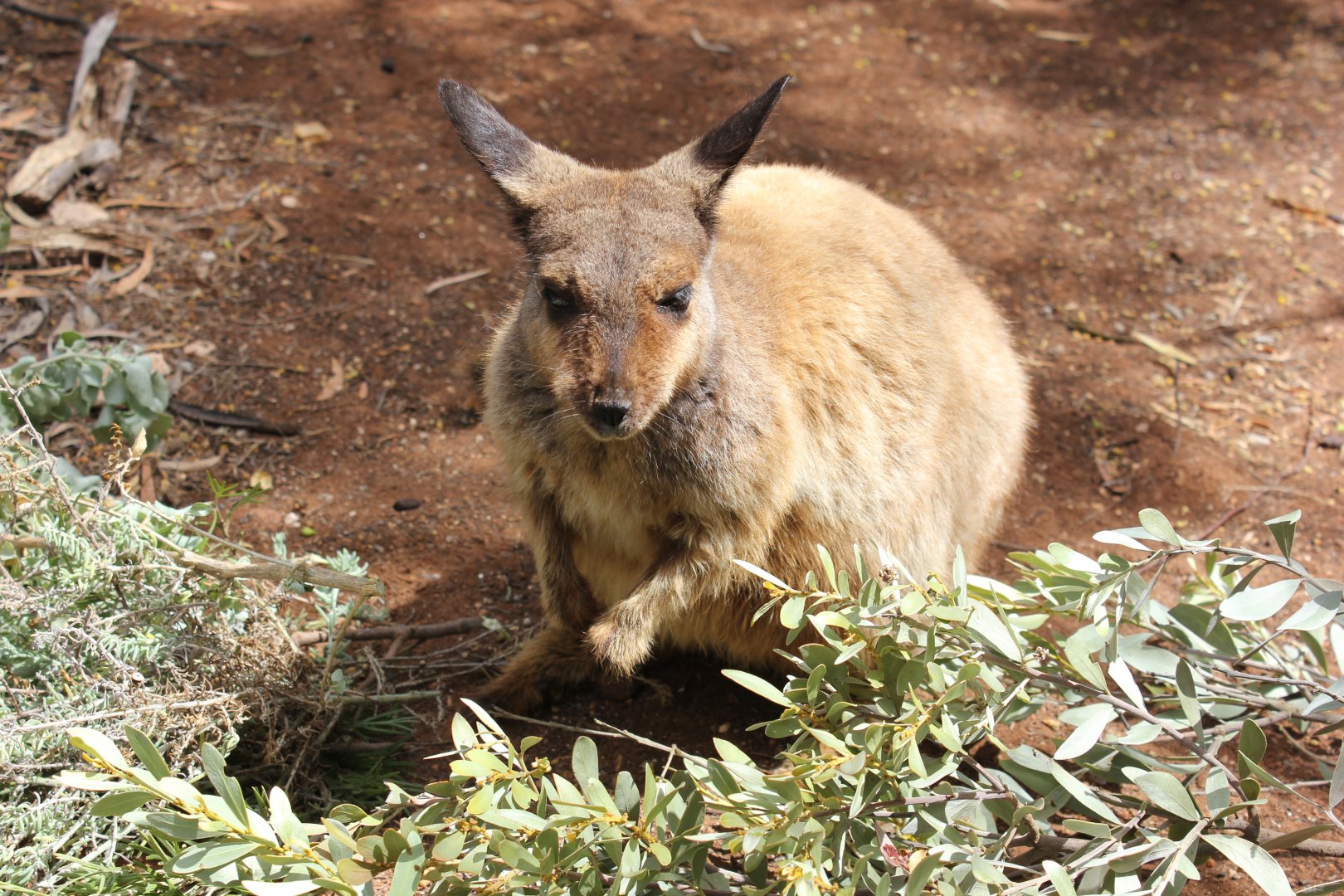 Black-flanked Rock-wallaby (Petrogale lateralis)