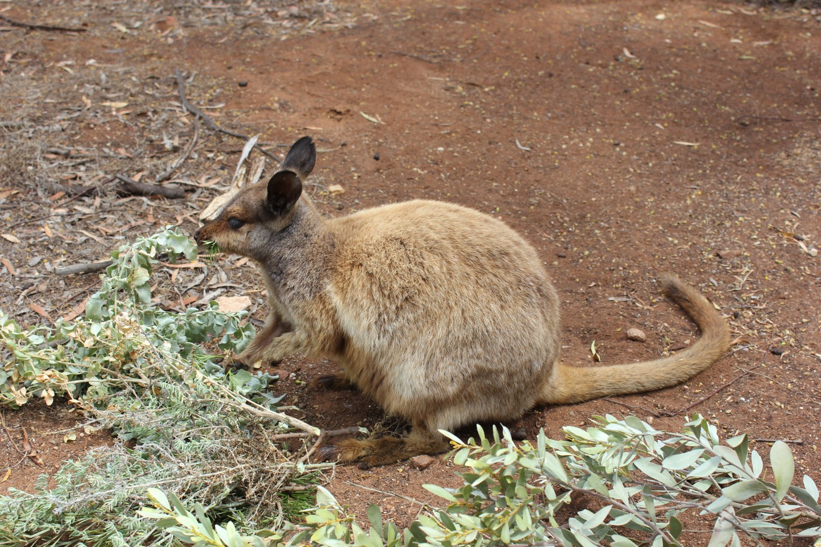 Black-flanked Rock-wallaby (Petrogale lateralis)