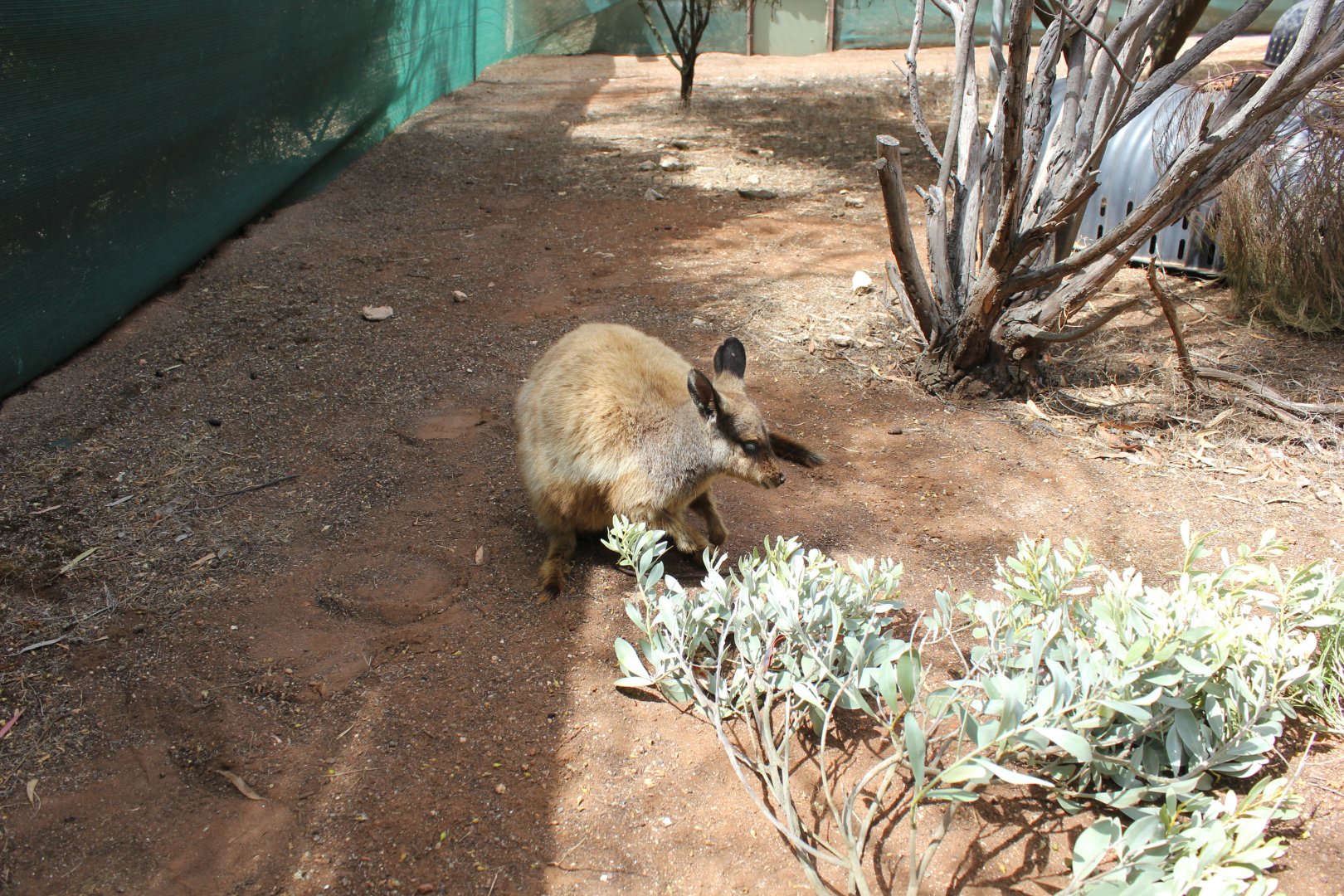 Black-flanked Rock-wallaby (Petrogale lateralis)