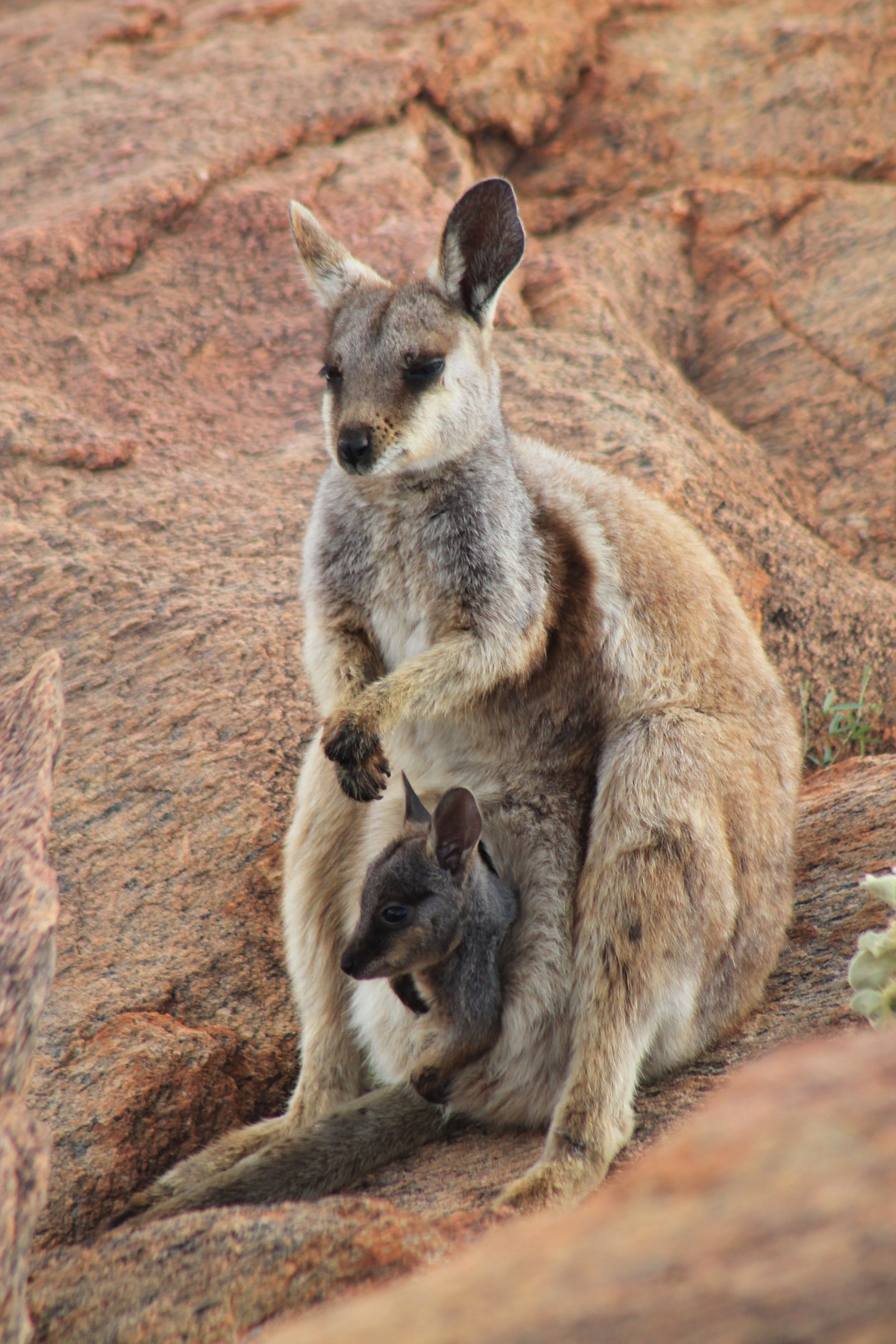Black-flanked Rock Wallaby (Petrogale lateralis)